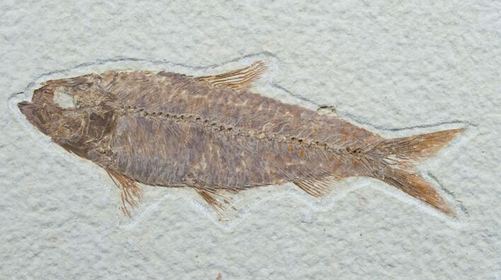 Knightia Fossil Fish - Wyoming #7587